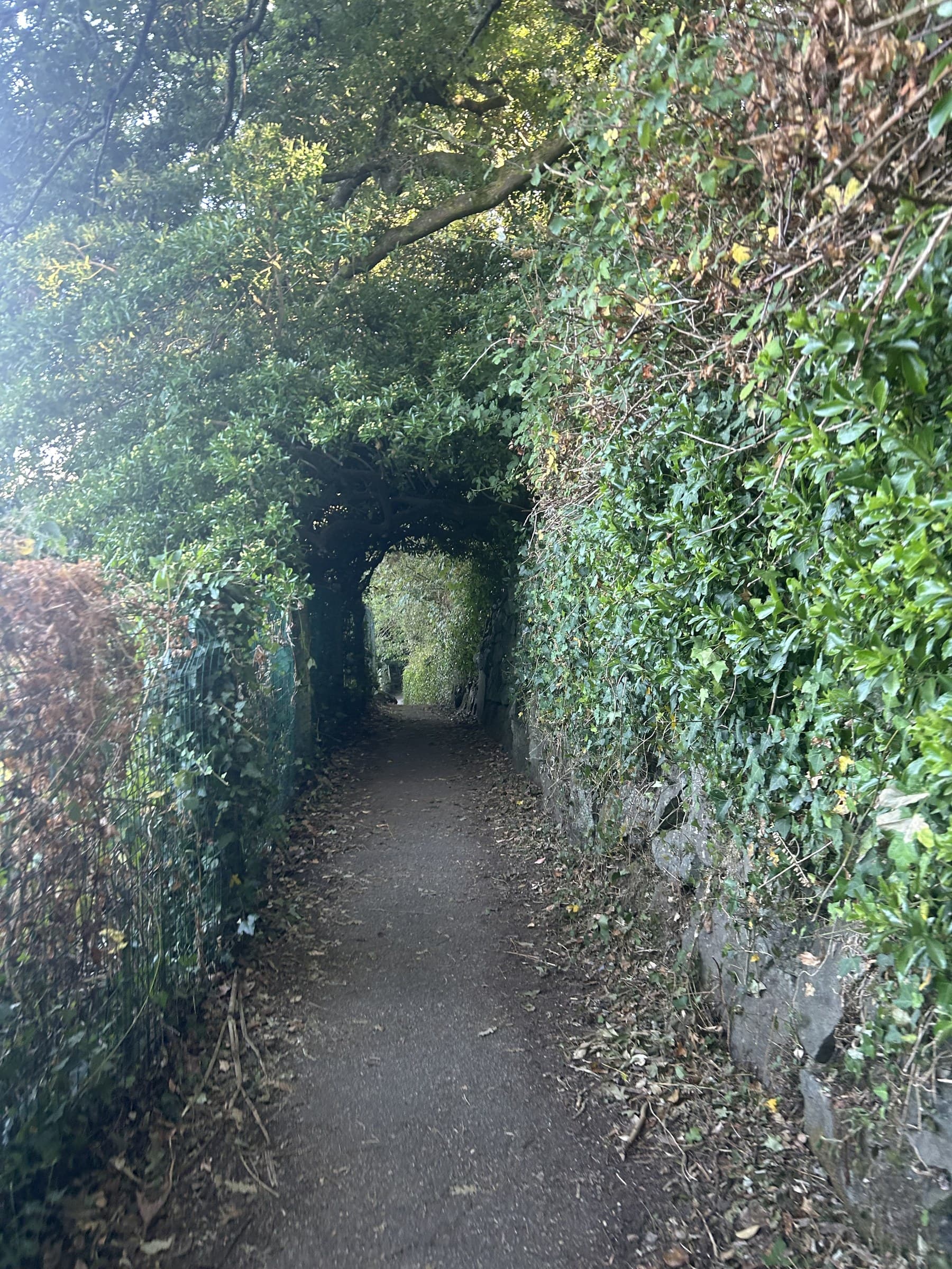 A quiet, overgrown path in Cornwall, greenery arching overhead